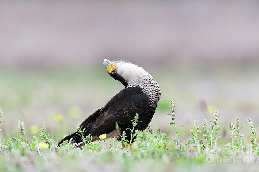 Northern Crested Caracara Displaying Photograph by Dr P. Marazzi ...