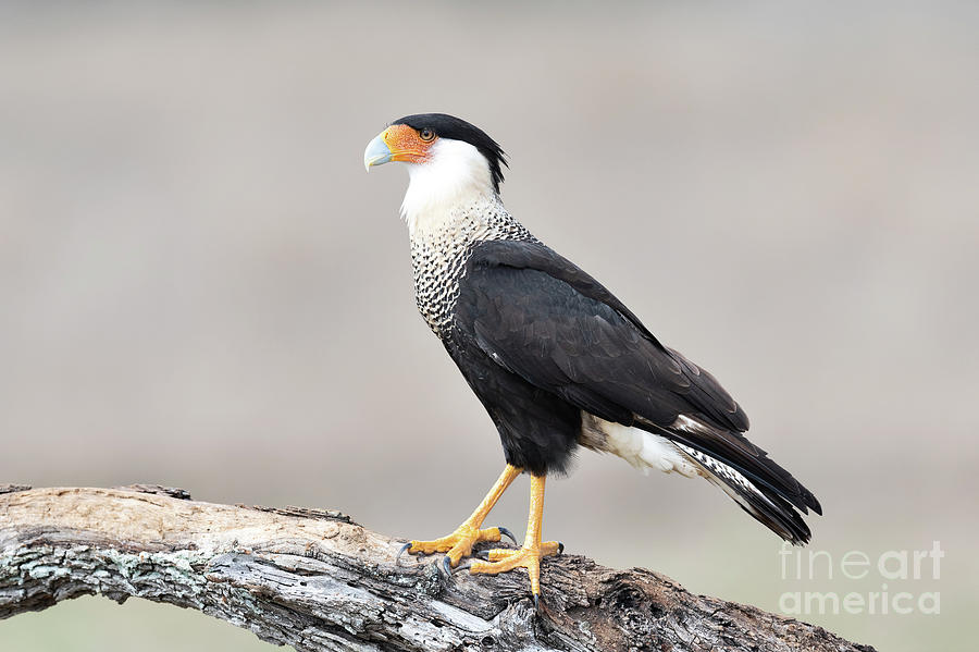 Wildlife Photograph - Northern Crested Caracara by Dr P. Marazzi/science Photo Library