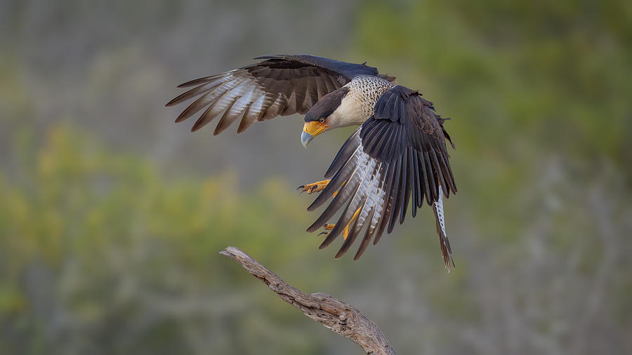 Wildlife Photograph - Northern Crested Caracara. by Eugene L Pierce Jr