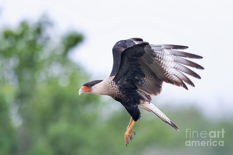 Northern Crested Caracara In Flight Photograph by Dr P. Marazzi/science Photo Library