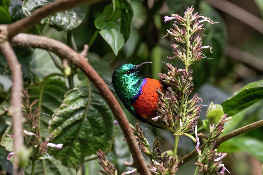 Northern Photograph - Northern Double-collared Sunbird by Thomas Kallmeyer Northern Photograph - Northern Double-collared Sunbird by Thomas Kallmeyer