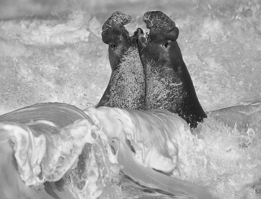 Northern Elephant Seal Bulls Fighting Photograph by Tim Fitzharris