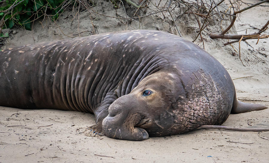 Northern Elephant Seal Photograph by David A Litman | Fine Art America