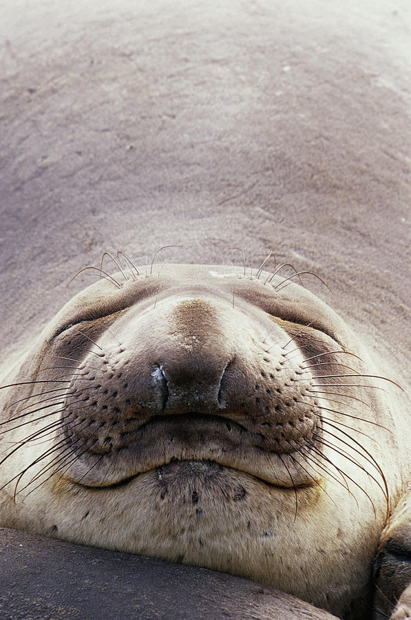 Northern Elephant Seal Mirounga Photograph by Art Wolfe