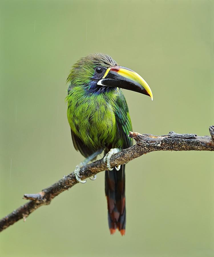 Northern Emerald-toucanet Photograph by Gavin Lam - Fine Art America