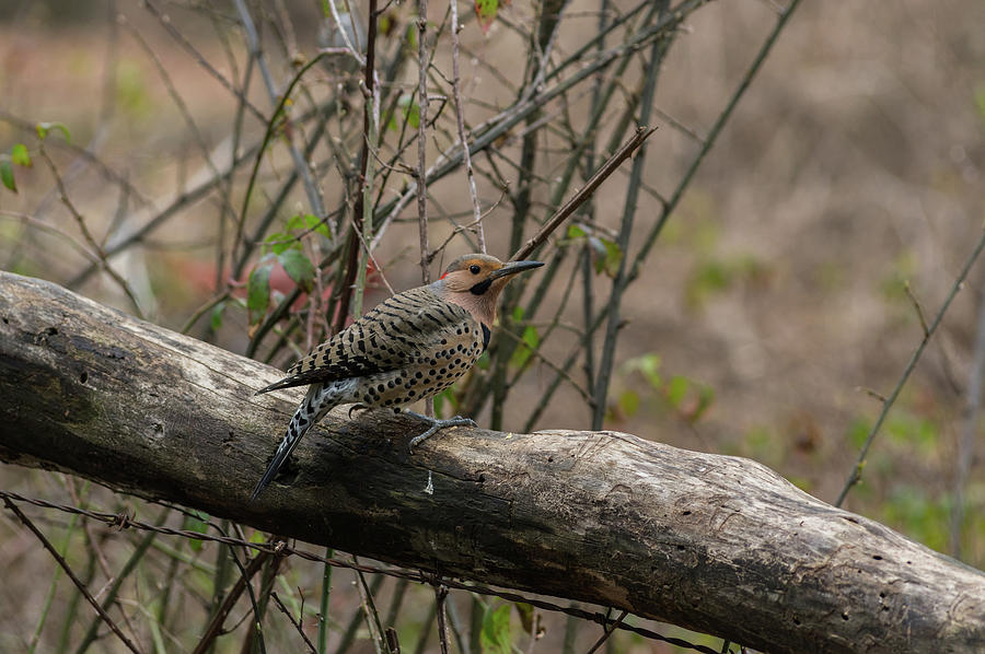 Northern Flicker - 0924 Photograph by Jerry Owens