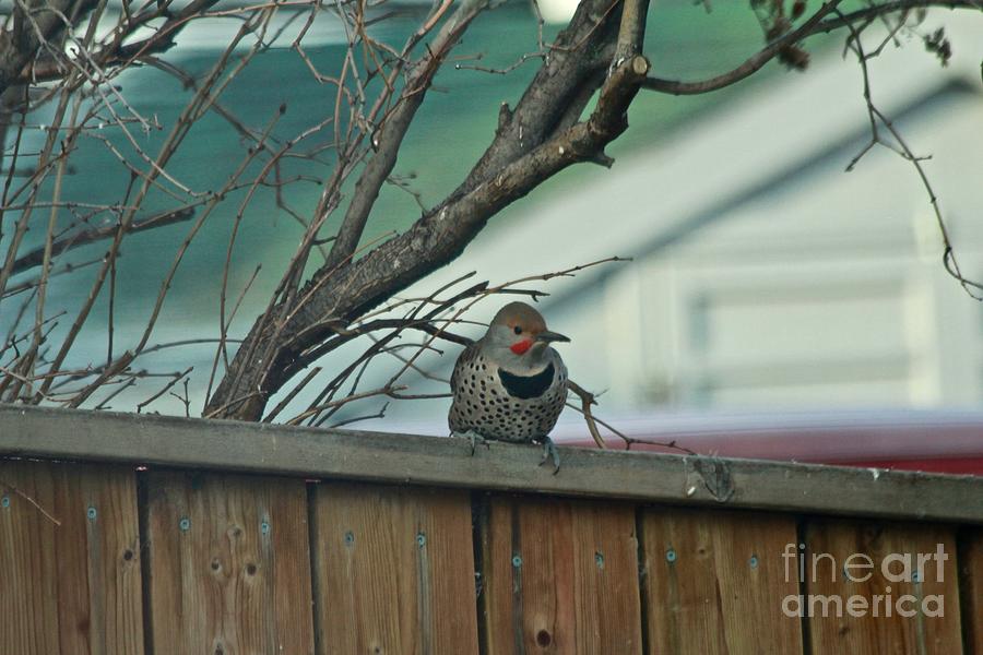 Northern Flicker Photograph by Ann E Robson