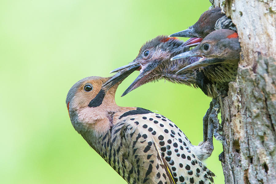 Northern Flicker at nest Photograph by Mircea Costina Photography
