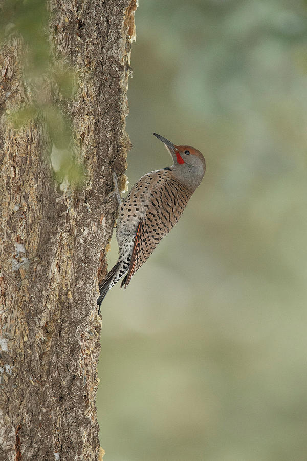 Northern Flicker, Colaptes Auratus Photograph by Sarah Darnell
