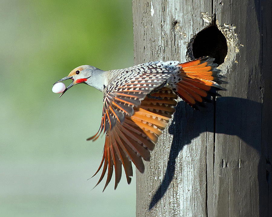 Yellowstone National Park Photograph - Northern Flicker by Cr Courson