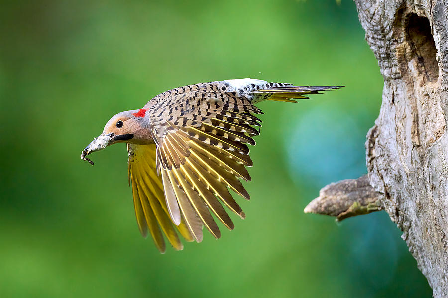 Northern Flicker In Flight Photograph by Johnny Chen - Fine Art America