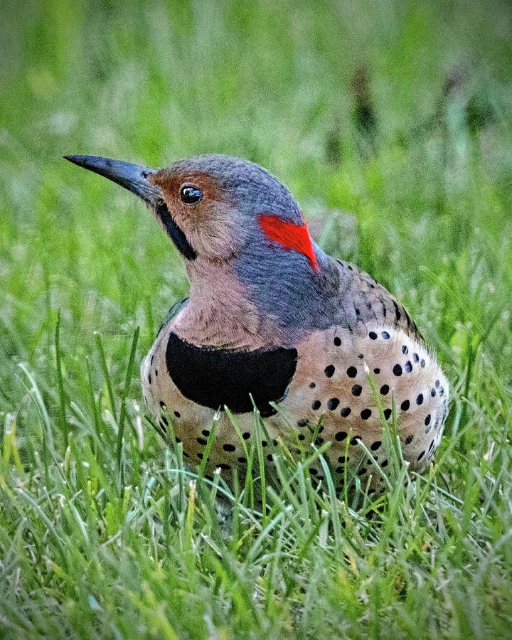 Northern Flicker In The Grass Photograph