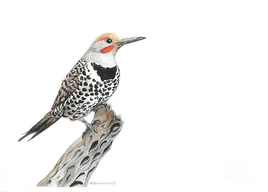 Northern Flicker Painting by Tracey Hunnewell
