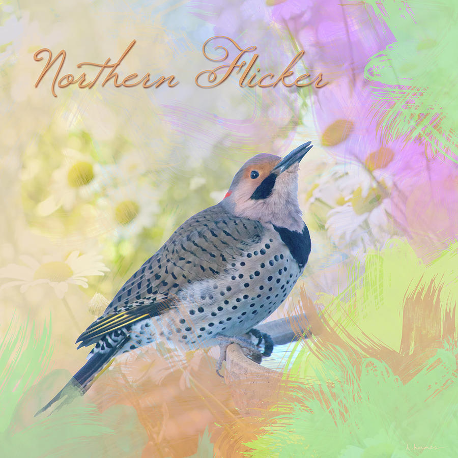 Northern Flicker Watercolor with Daisies Photograph by Hermes Fine Art