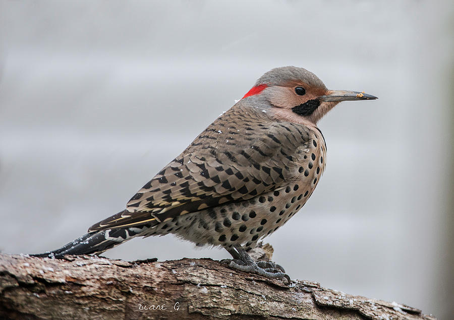 Northern Flicker Woodpecker Photograph by Diane Giurco