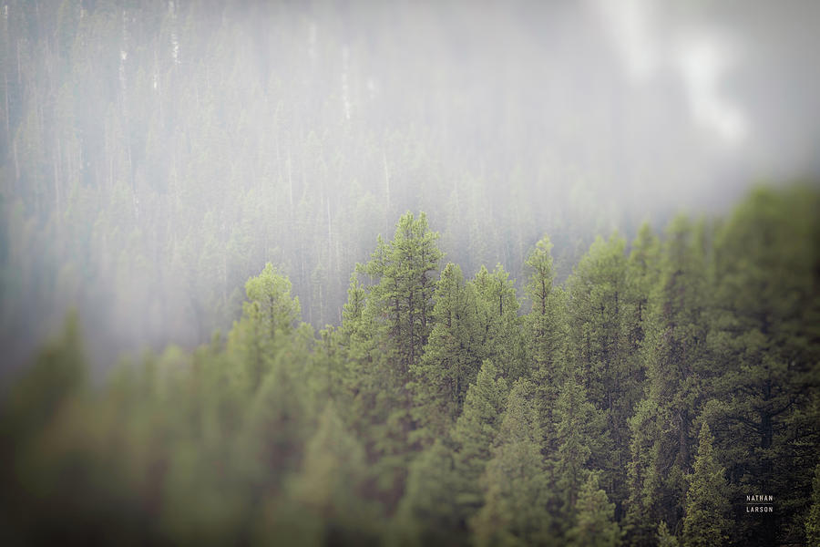 Mountain Photograph - Northern Forests by Nathan Larson