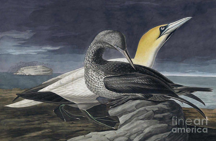 Northern Gannet, Morus Bassanus by Audubon Painting by John James Audubon
