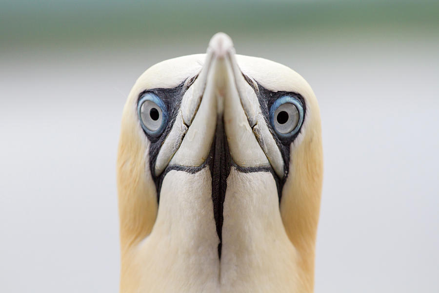 Northern Gannet Morus Bassanus Close Up Photograph by Mark Smith