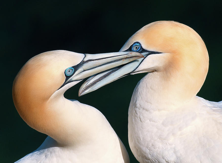 Northern Gannet Pair Photograph by Colin Carter Photography