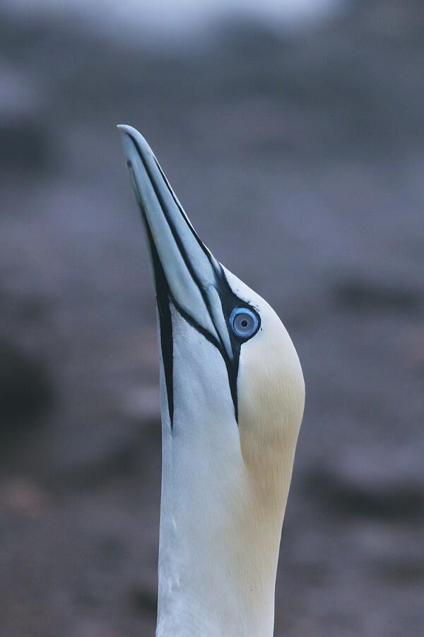 Northern Gannet Portrait Sky Pointing Photograph by Marlin and Laura Hum