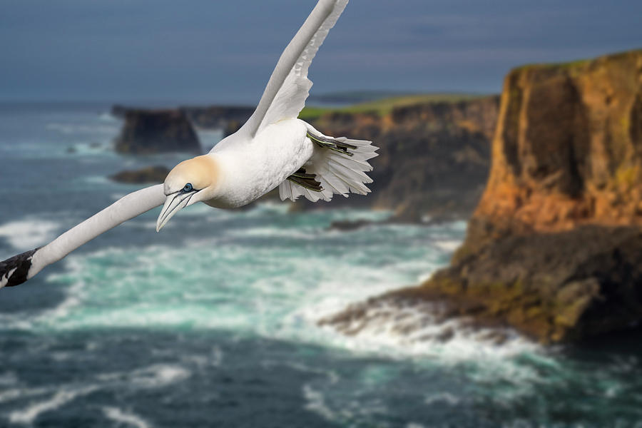 Northern Gannet Soaring in Stormy Weather Photograph by Arterra Picture Library
