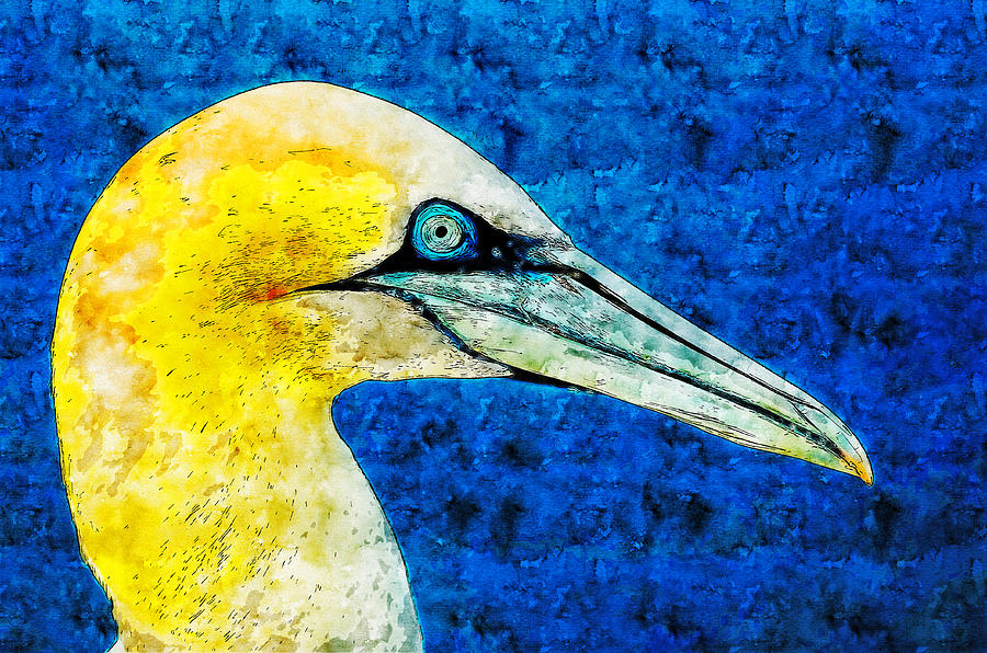 America Drawing - Northern Gannet Watercolor Drawing by Hasan Ahmed America Drawing - Northern Gannet Watercolor Drawing by Hasan Ahmed