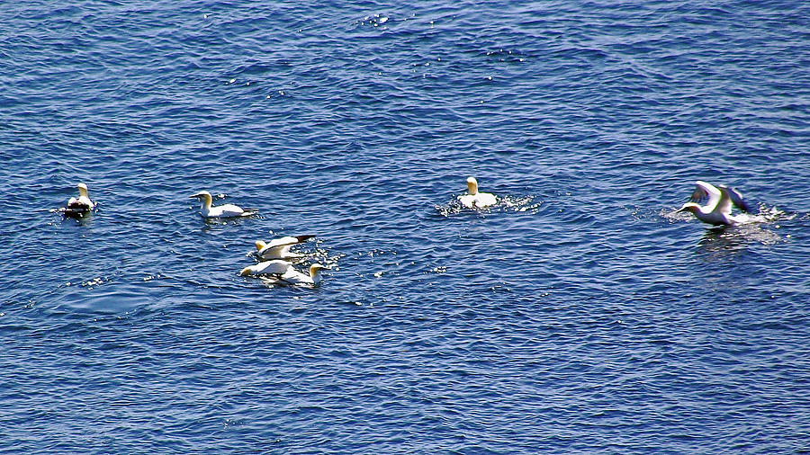 Northern Gannets at Cap Gaspe in Forillon National Park, Quebec, Canada  Photograph by Ruth Hager
