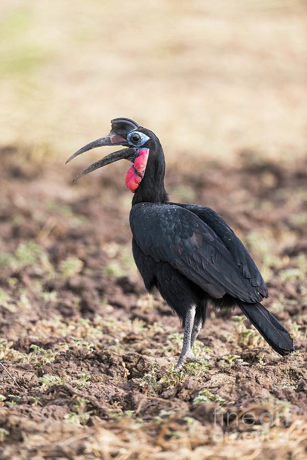 Nature Photograph - Northern Ground Hornbill by Peter Chadwick/science Photo Library