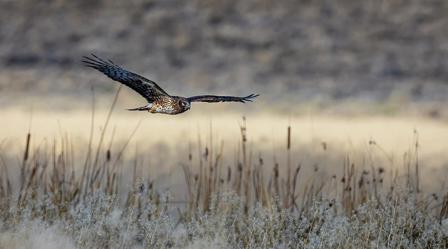 Northern Harrier 3 Photograph by Rick Mosher