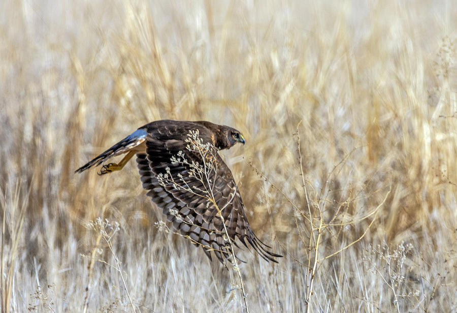 Northern Harrier 4 Photograph by Rick Mosher