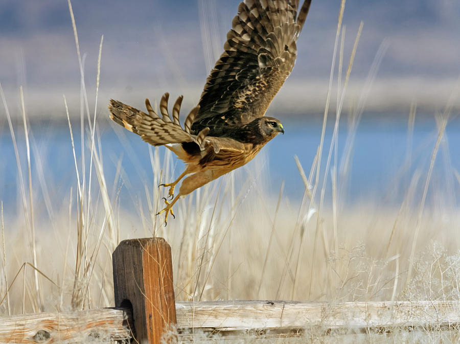 Northern Harrier 5 Photograph by Rick Mosher