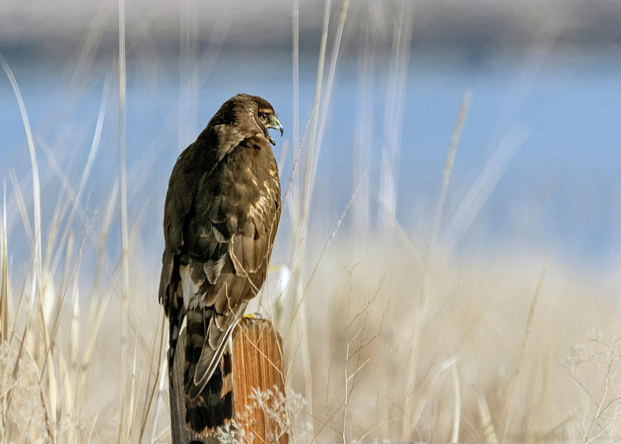 Northern Harrier 7 Photograph by Rick Mosher
