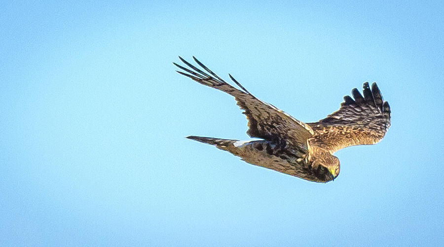 Northern Harrier Photograph