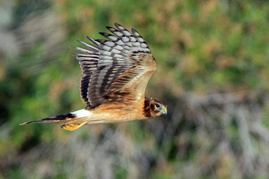 Northern Harrier Female 3389-120518-2 Photograph by Tam Ryan