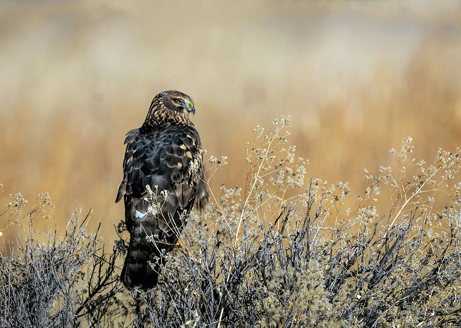 Northern Harrier Hawk Photograph by Rick Mosher