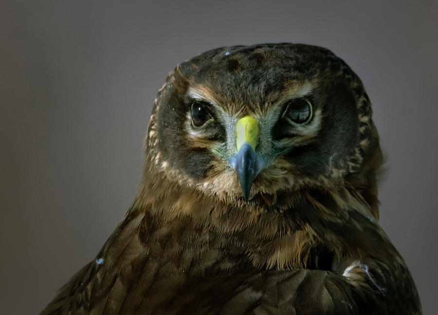 Northern Harrier Head Shot 2 Photograph by Rick Mosher