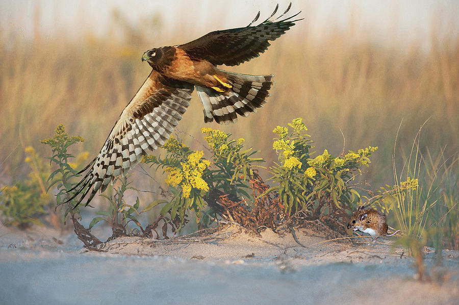 Northern Harrier Hunting In Dune Habitat Digital Art by Johann  Schumacher