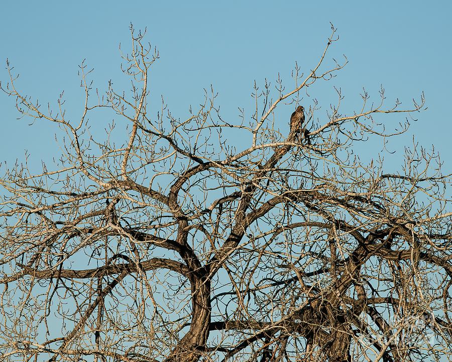 Northern Harrier in a Tree Photograph by Jon Burch Photography