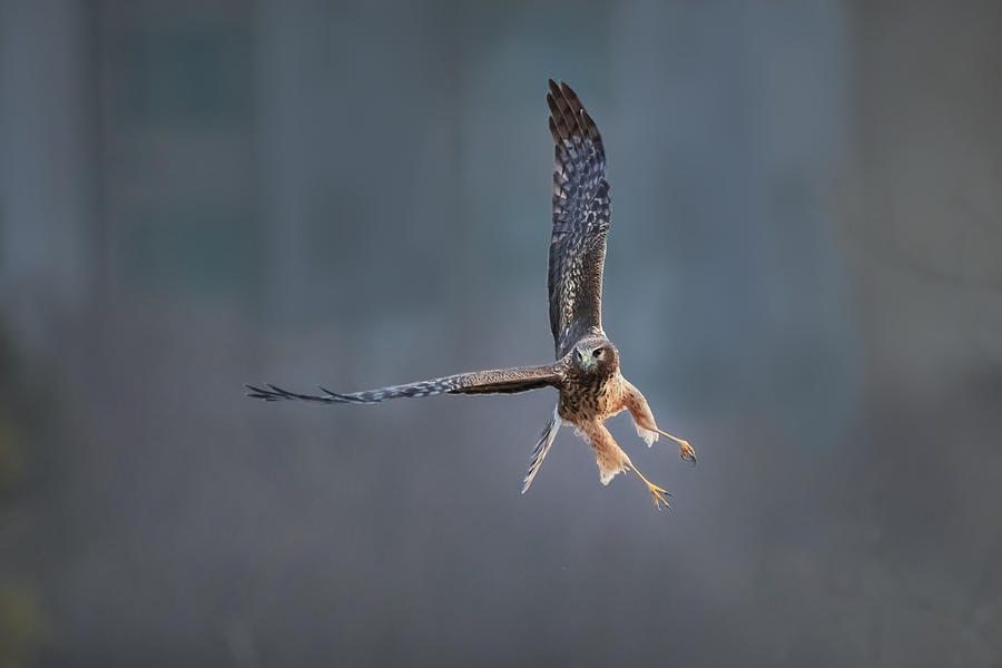 Northern Harrier In Flight Photograph by Sheila Xu