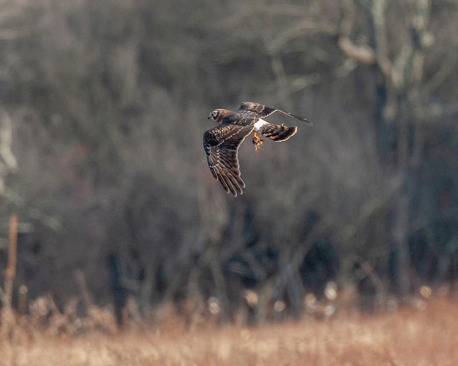 Northern Harrier The Catch Photograph by Lara Ellis