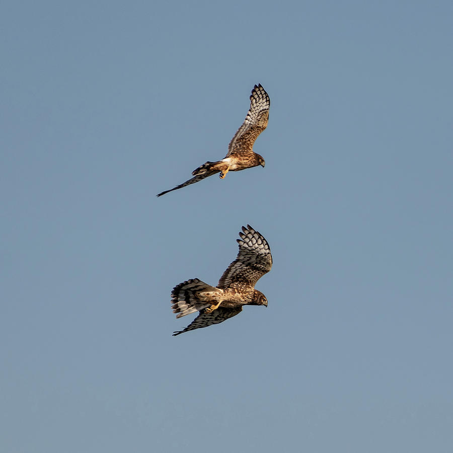Northern Harriers 9 Photograph by Douglas Killourie