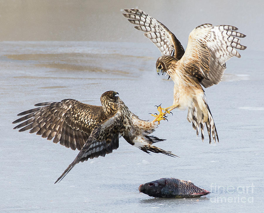 Northern Harriers in Dispute Photograph by Dennis Hammer
