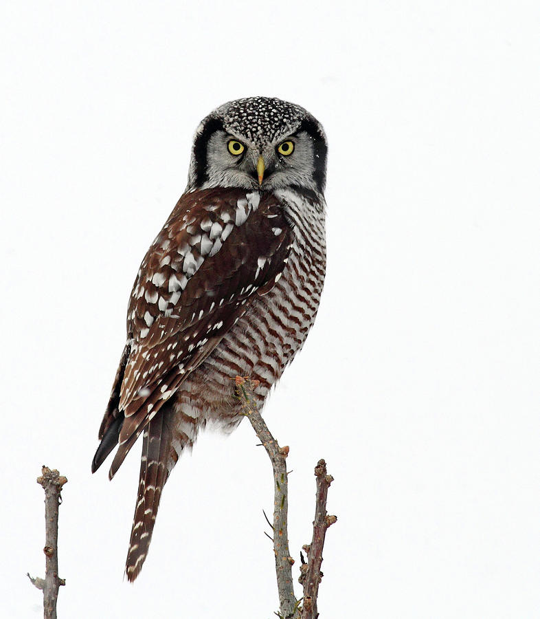 Northern Hawk Owl Photograph by Bill Mcmullen