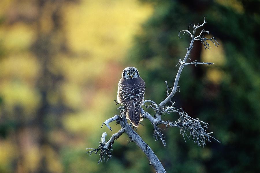 Northern Hawk Owl, Denali Np, Ak Digital Art by Bernd Rommelt