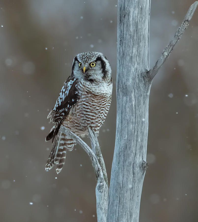 Northern Hawk Owl Photograph by Donald Luo