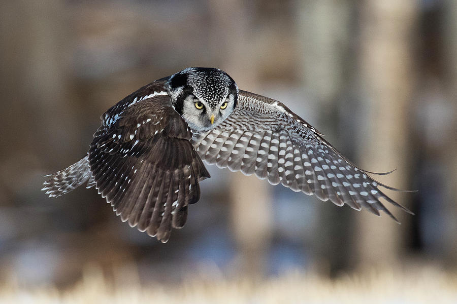 Northern Hawk Owl Hunting, Photograph by Peter Stahl