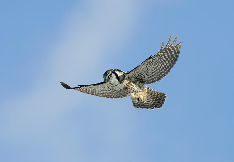Northern Hawk Owl Photograph by James Zipp