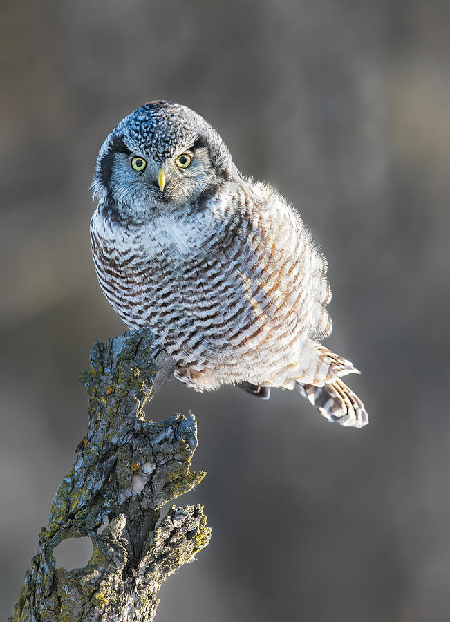 Wildlife Photograph - Northern Hawk Owl by Jasmine Suo