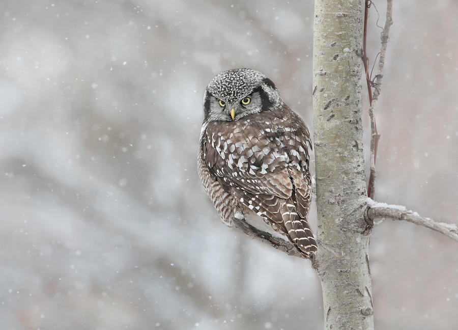 Northern Hawk Owl Look Back Photograph by Jasmine Suo