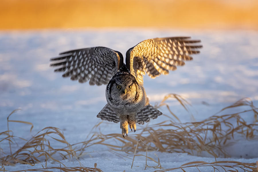 Hawk Photograph - Northern Hawk Owl by Max Wang